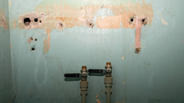 Best Mold removal after water damage  in Osceola, IA